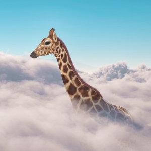 Giraffe_800x800 schaut nach links